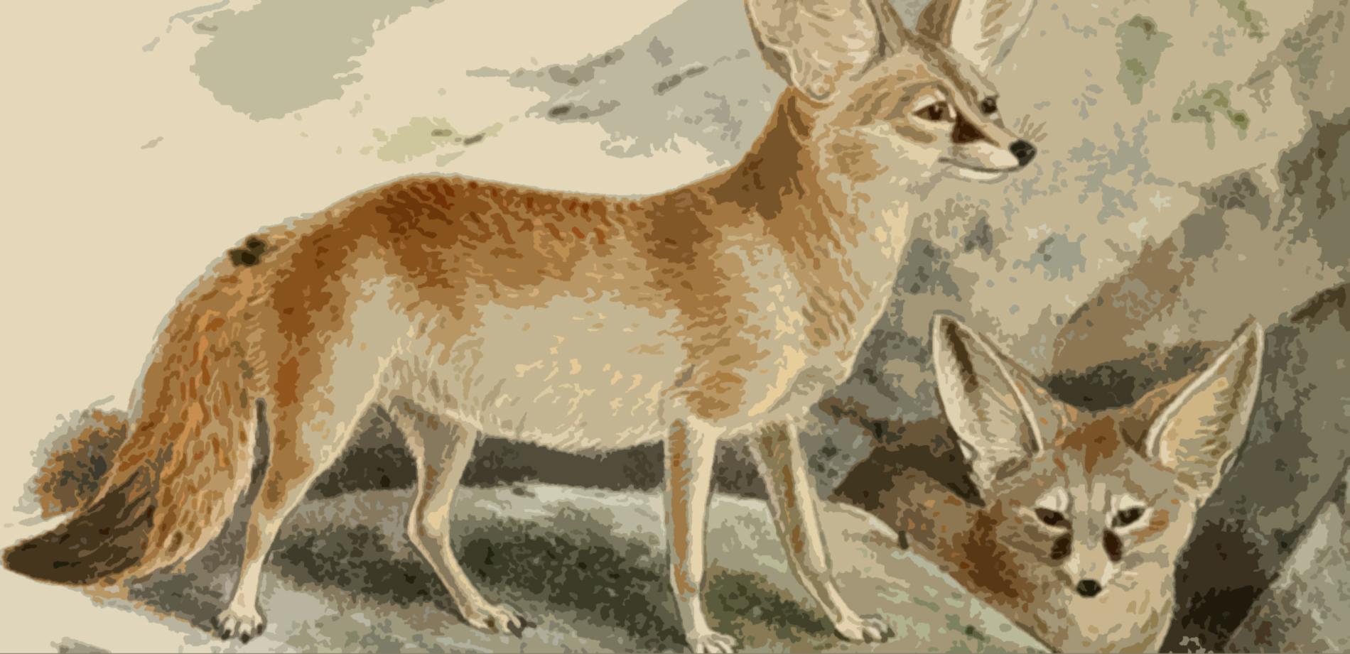 FOX-public domain-Keulemans_FEATURED