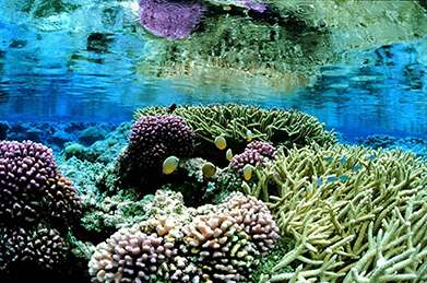 Coral_gardens_underwater_landcape_scenic crop a