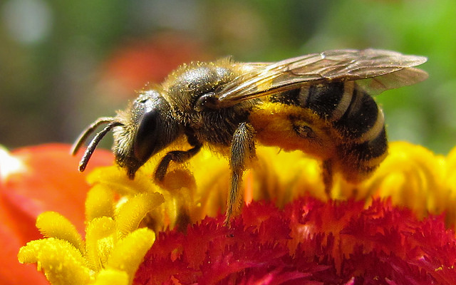 Bee on Zinnia by Danlela on Flickr