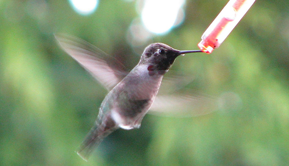 hummingbirds-172979_1280