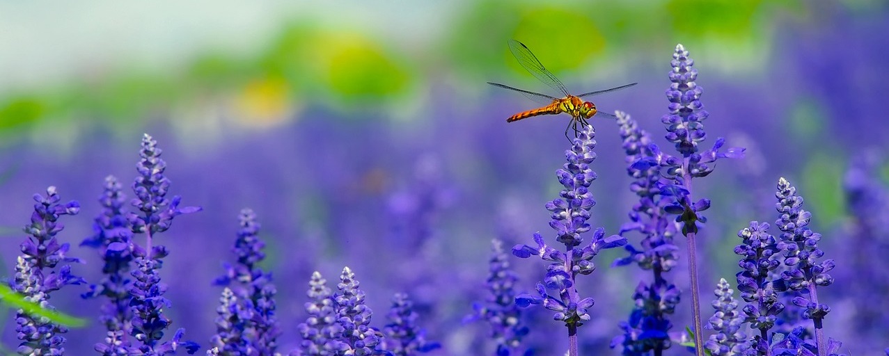 flowers-dragonfly