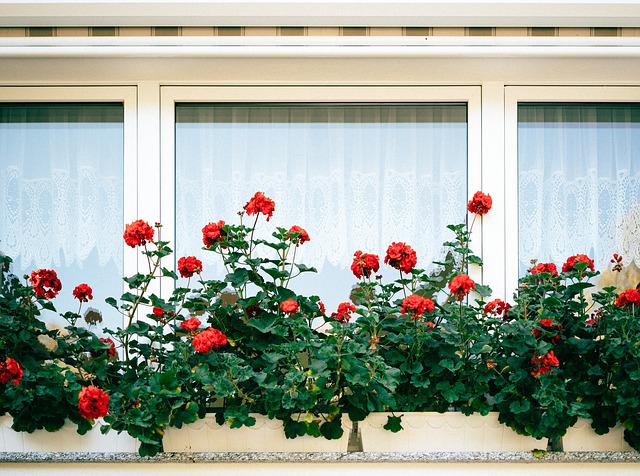 windowbox roses