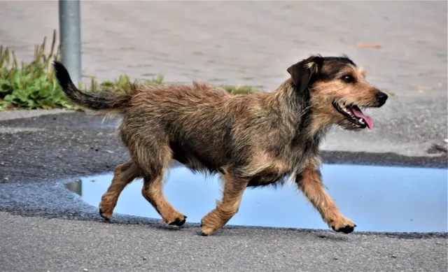A dog walking