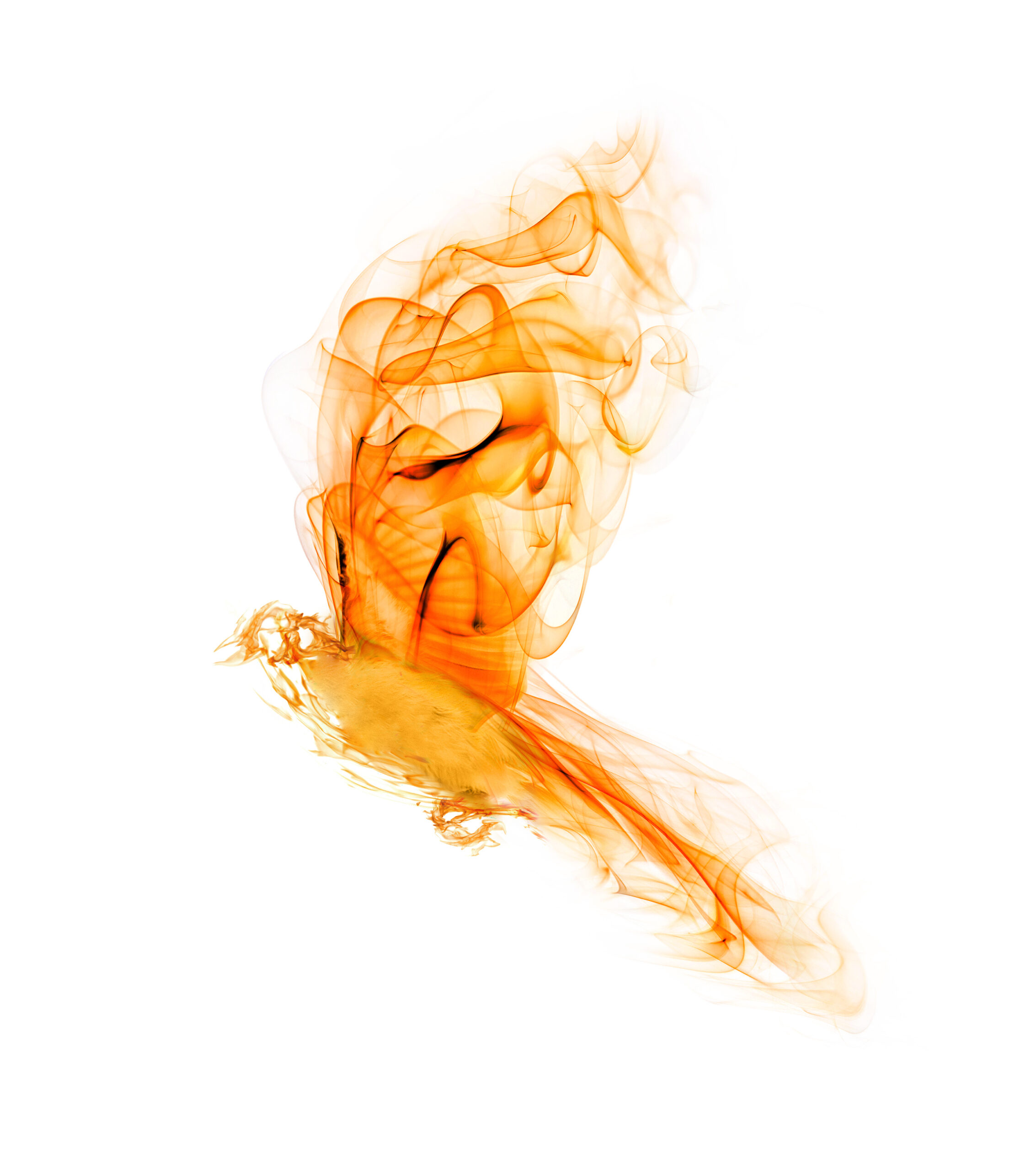 orange flame flying small bird on white